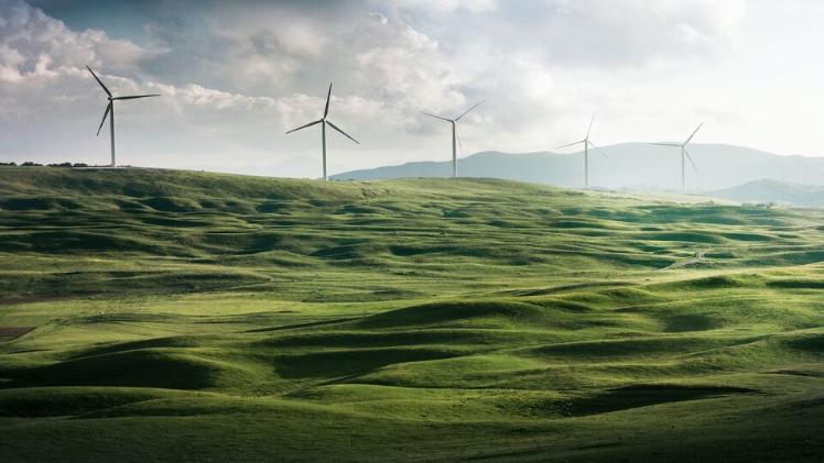 Wind turbines in a field